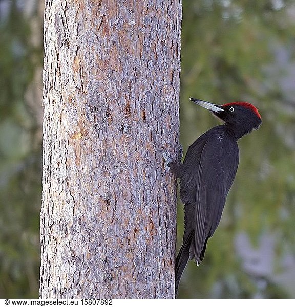 Black woodpecker (Dryocopus martius) on tree trunk  Kuusamo  Finland  Europe