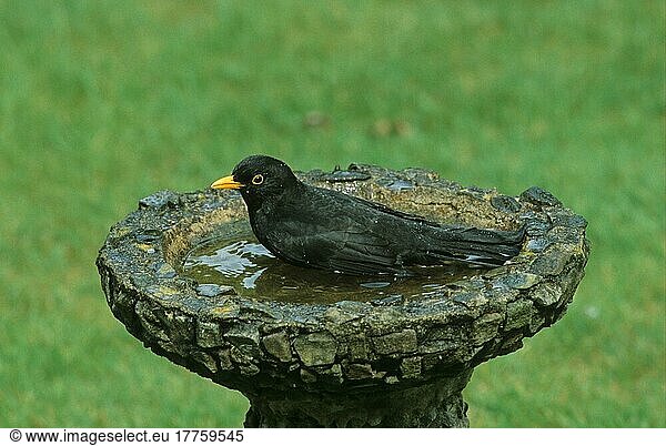Blackbird  Blackbird  blackbirds (Turdus merula)  Blackbirds  Songbirds  Animals  Birds  European Blackbird adult male  bathing in bird bath