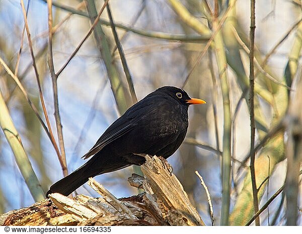 Blackbird in the branches of a tree