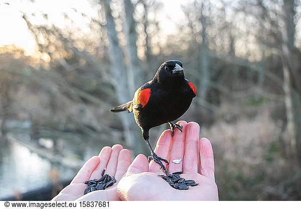 Blackbird perches on man and woman's hands against bare trees