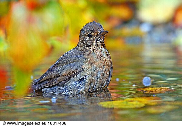 Blackbird (Turdus merula) bathes in shallow water Hesse  Germany  Europe