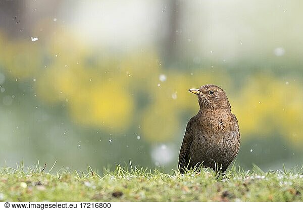 Blackbird (Turdus merula)  female  standing in a meadow  snowfall  Hesse  Germany  Europe