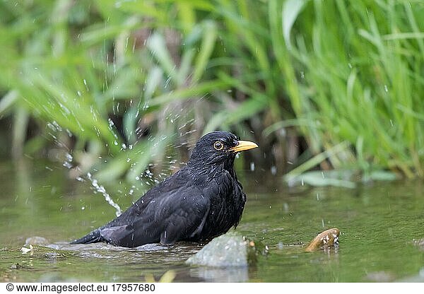 Blackbird (Turdus merula)  male bathing in stream  Hesse  Germany  Europe