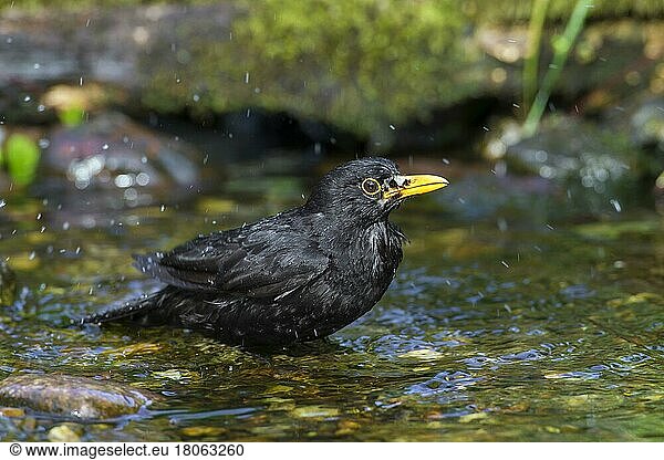 Blackbird (Turdus merula) male bathing in the shallow water of a stream
