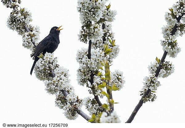 Blackbird (Turdus merula)  male  singing  sitting on branch of a flowering cherry tree  Hesse  Germany  Europe