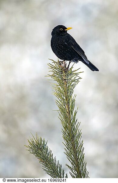 Blackbird (Turdus merula)  male  sitting on a Scots pine  Terfens  Tyrol  Austria  Europe