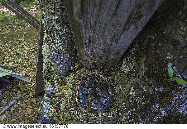 Blackbird (Turdus merula) nestling bird  Ariege  France