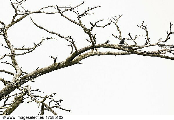 Blackbird (Turdus merula) sitting in a dead tree  Juodkrant?  Curonian Spit  Klaipéda  Lithuania  Europe