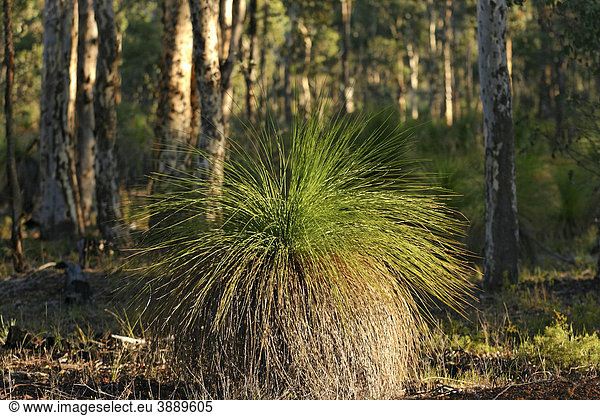 Blackboy Grasbaum (Xanthorrhoea preissii) im australischen Buschland  Western Australia  Westaustralien  Australien