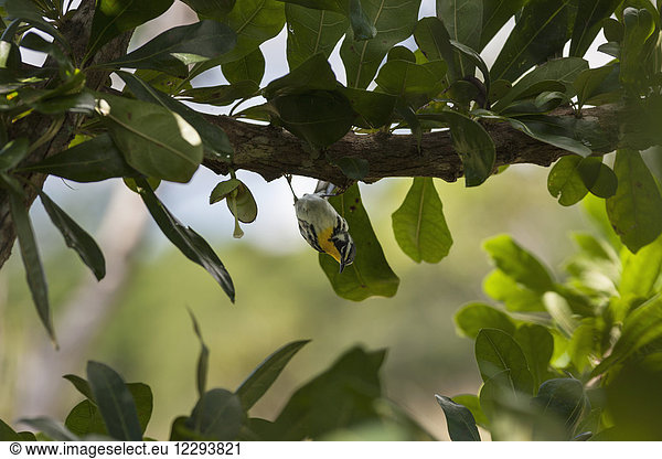 Blackburnian Warbler bird perching on tree branch