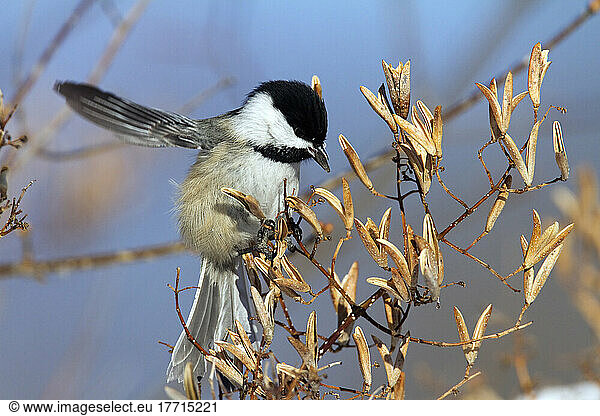 Blackcapped Chickadee Perched In A Tree. Poecile Atricapillus. Montreal Botanical Garden. Quebec. Canada.