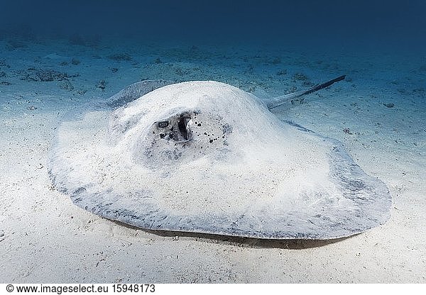 Blackspotted stingray or (Taeniura meyeni) or (Taeniurops meyeni) lies camouflaged with sand on sandy bottom  Great Barrier Reef  Unesco World Heritage Site  Coral Sea  Pacific Ocean  Australia  Oceania