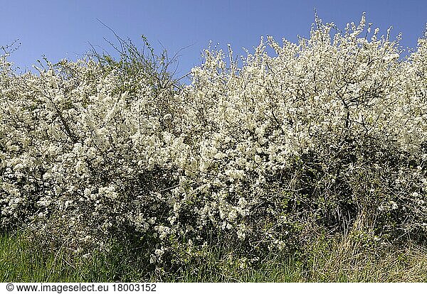 Blackthorn  Blackthorn (Prunus spinosa)  Sloe hedge  Blackthorn hedge  Hedge