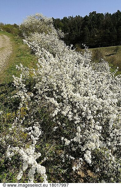 Blackthorn  Blackthorn (Prunus spinosa)  Sloe hedge  Blackthorn hedge  Hedge