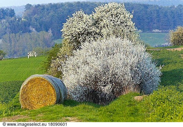 Blackthorn hedge  Blackthorn (Prunus spinosa)  Hedge  Lower Saxony  Germany  Europe