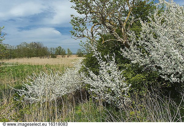 Blackthornshedge (Prunus spinosa) in Bodden landscape  Niederhof  Stralsund  Mecklenburg-Western Pomerania  Germany  Europe