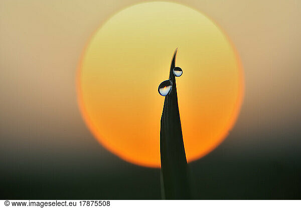 Blade of grass against setting sun