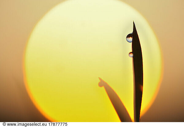 Blades of grass against setting sun