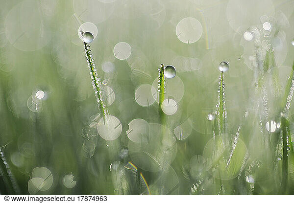 Blades of grass covered in morning dew