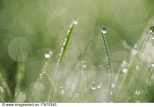 Blades of grass covered in morning dew