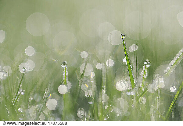 Blades of grass covered in morning dew