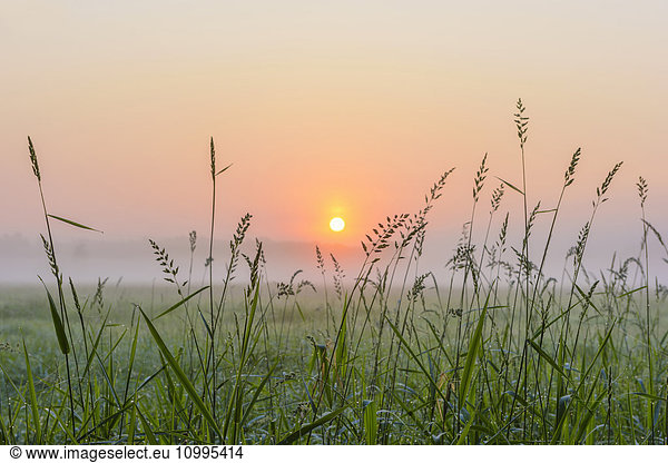 Blades of Grass in Morning Mist at Sunrise  Hesse  Germany