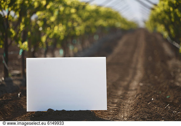 Blank placard in vineyard row