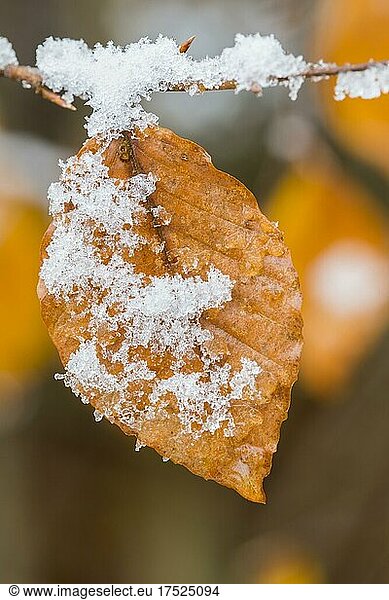 Blatt einer Buche (Fagus sylvatica) im ersten Schnee  Harz  Thale  Sachsen-Anhalt  Deutschland  Europa
