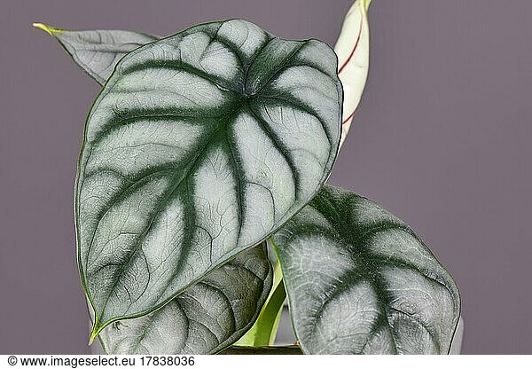 Blatt einer exotischen 'Alocasia Baginda Silver Dragon' Zimmerpflanze