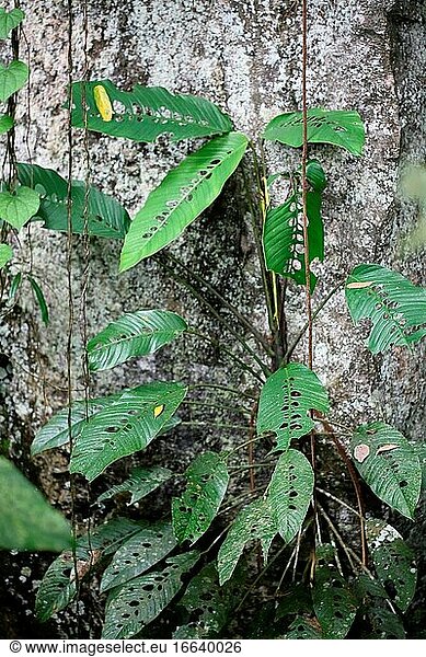 Blatt in der Natur  Nephthytis eine Art von Blütenpflanzen in der Familie der Araceae  Borneo  Asien