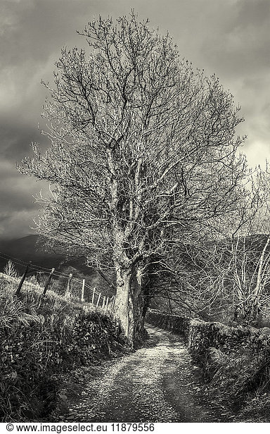 Blattloser Baum neben einem Feldweg im Lake District in Schwarz-Weiß; Cumbria England'.