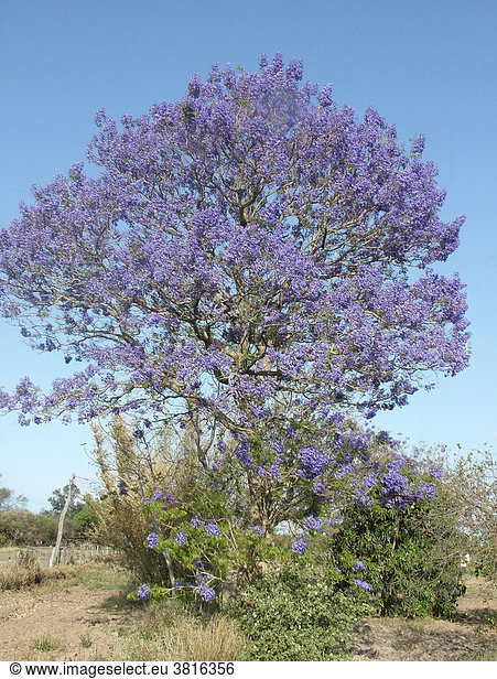 Blau blühender Jakaranda (Jacaranda mimosifolia) Gran Chaco Paraguay