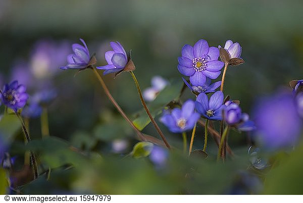 Blaue Leberblümchen (Hepatica nobilis)  Bayern  Deutschland  Europa