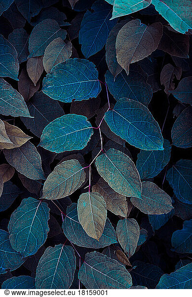 blaue Pflanze Blätter in der Natur im Herbst Saison  blauen Hintergrund