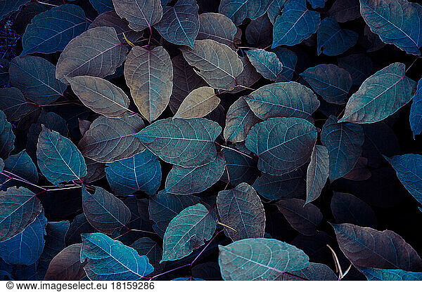 blaue Pflanze Blätter in der Natur im Herbst Saison  blauen Hintergrund