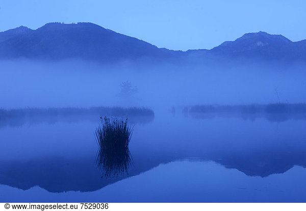Blaue Stunde im Moor  Voralpenland  Grundbeckenmoor  Nicklheim  Bayern  Deutschland  Europa