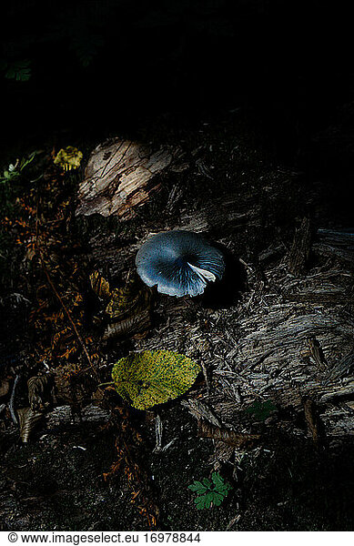 Blauer Pilz im Wald