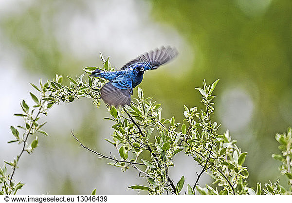 Blauer Vogel überfliegt Pflanzen