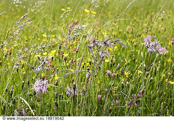 Blaues Pfeifengras (Molinia caerulea)  Reit im Winkl  Deutschland  Europa