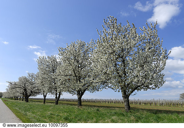 Blaufränkischweg Horitschon mit blühenden Obstbäumen  Burgenland  Österreich  Europa