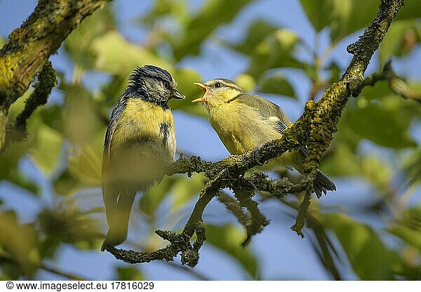 Blaumeise (Cyanistes caeruleus)  Altvogel füttert Junge im Frühjahr