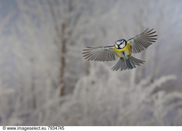 Blaumeise (Parus caeruleus) im Flug  Winter