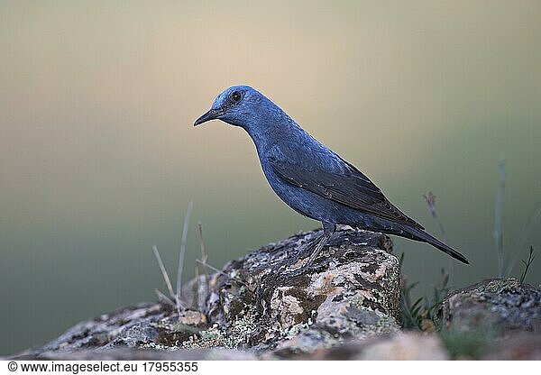 Blaumerle (Monticola solitarius)  Extremadura  Spanien  Europa