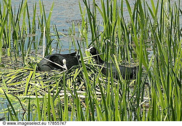 Blessralle zwei Altvögel auf und neben Nest in Wasser zwischen grünen Schilf sitzend Nest bauend verschieden sehend