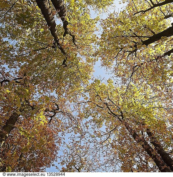 Blick auf Bäume im Herbstlaub  Witten  Ruhrgebiet  Nordrhein-Westfalen  Deutschland  Europa