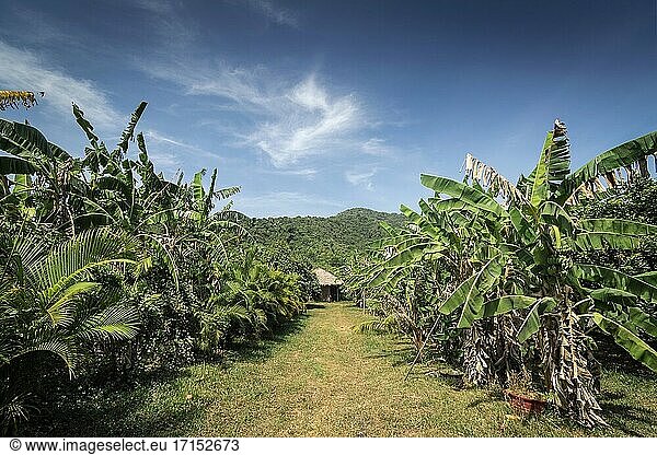 Blick auf Bananenplantage auf ländlicher Bio-Obstfarm in der Nähe von Kampot Kambodscha an einem sonnigen Tag.