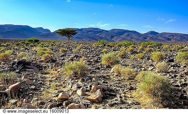 Blick auf den Iriki-Nationalpark  in der Nähe von Tazzarine  Marokko  Nordafrika.