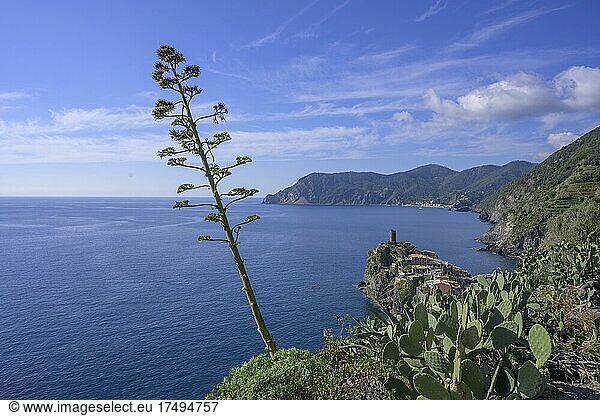 Blick auf den Ort mit blühender Agave  Vernazza  Provinz La Spezia  Italien  Europa