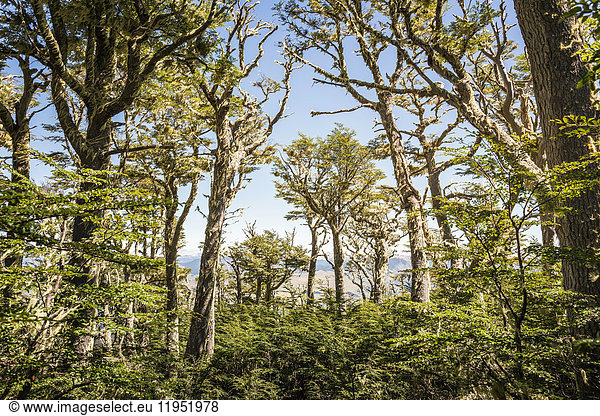 Blick auf den Wald  Nationalreservat Coyhaique  Provinz Coyhaique  Chile