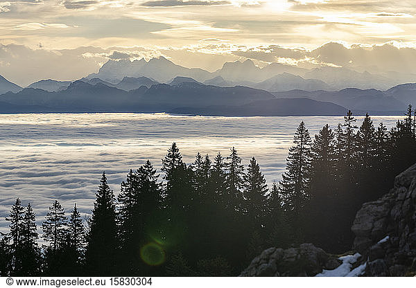 Blick auf die Alpen bei Sonnenaufgang  im Vordergrund mehrere Nadelbäume
